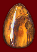 A grasshopper captured inside a piece of Amber gemstone used for the making of jewelry