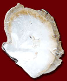 Mother of pearl comes from the inner layer of mollusk and snail shells which produce an iridescent play of color.