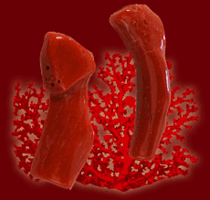 Red Coral used as a gem material is a branching skeleton-like structure produced by small marine animals. Coral ranges from light red to ox blood red.